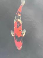 Mooie gekleurde koi, Karper of Koi
