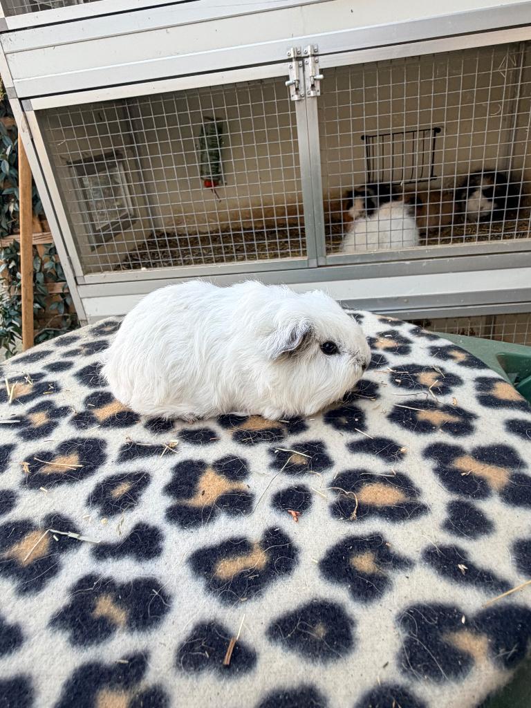 Ch teddy beertjes california raszuiver, Dieren en Toebehoren, Cavia, Februari, Mannelijk, Tam