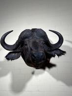 Indrukwekkende Kaapse Buffel Taxidermie - Buffelkop, Verzamelen, Dierenverzamelingen, Ophalen, Gebruikt, Wild dier, Opgezet dier