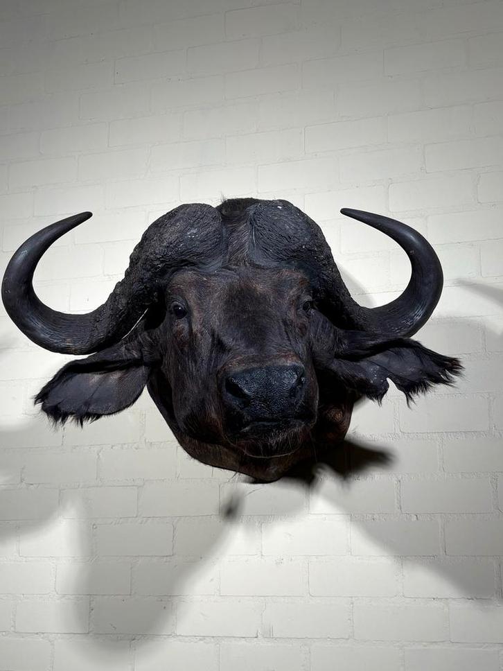 Indrukwekkende Kaapse Buffel Taxidermie - Buffelkop, Verzamelen, Dierenverzamelingen, Gebruikt, Opgezet dier, Wild dier, Ophalen