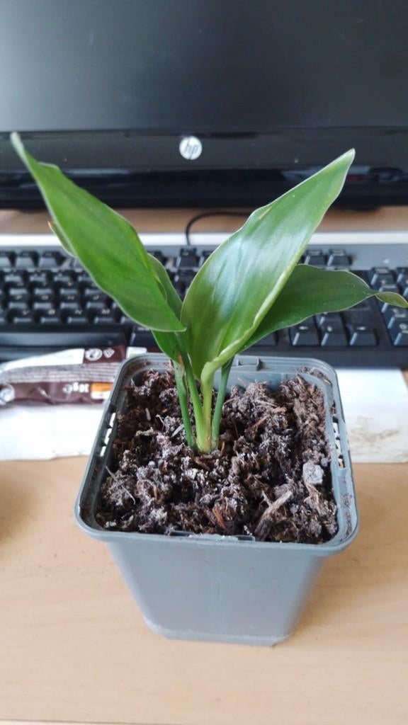 Strelitzia reginae of Paradijsvogel Plant, Huis en Inrichting, Ophalen, Overige soorten, Halfschaduw, In pot