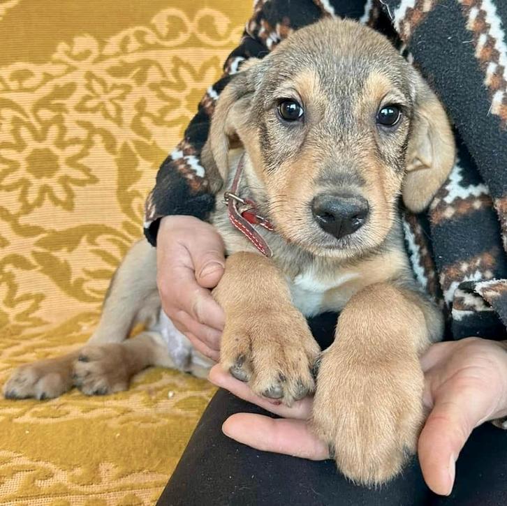 BENTO, AANHANKELIJK, MENSGERICHTE, PUP, REUTJE, MIDDELMAAT, Dieren en Toebehoren, Honden | Niet-rashonden, Middel, Reu, Particulier