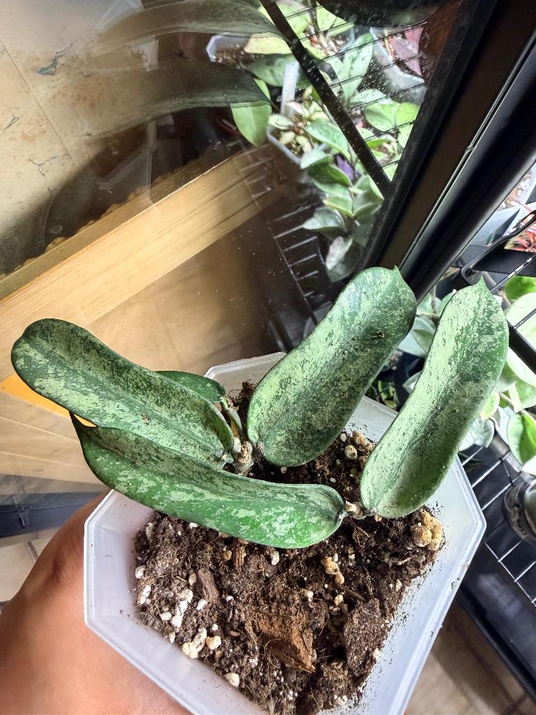 Hoya pandurata silver splash, Verzenden, Halfschaduw, Minder dan 100 cm