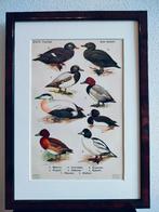 Litho Floericke Eidereend Topper Zaagbek Kuifeend 1922, Ophalen of Verzenden