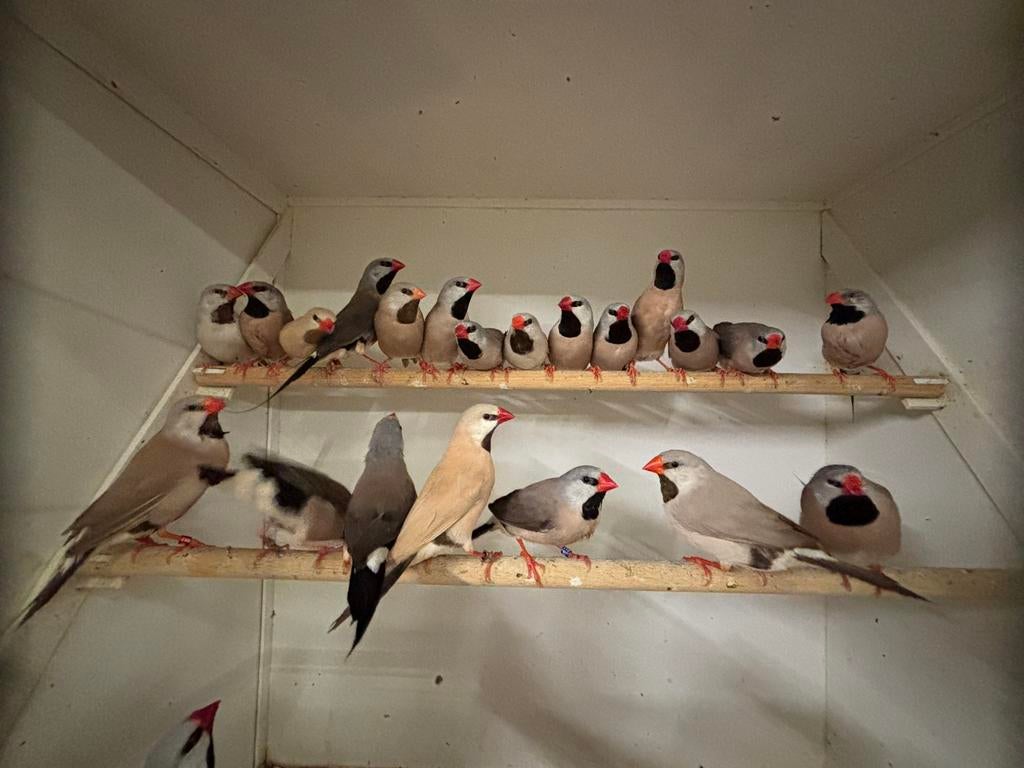 Diverse mooie tropen en andere vogels ( spitsstaart etc ), Dieren en Toebehoren, Vogels | Overige Vogels, Meerdere dieren, Tropenvogel