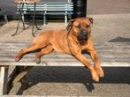 Super gebouwde Boerboel teef, Teef, Bulldog, Eén hond, 3 tot 5 jaar