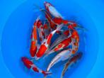 Nieuwe Japankoi, Nisai echte jumbo koi nu al 45/55 cm, Karper of Koi