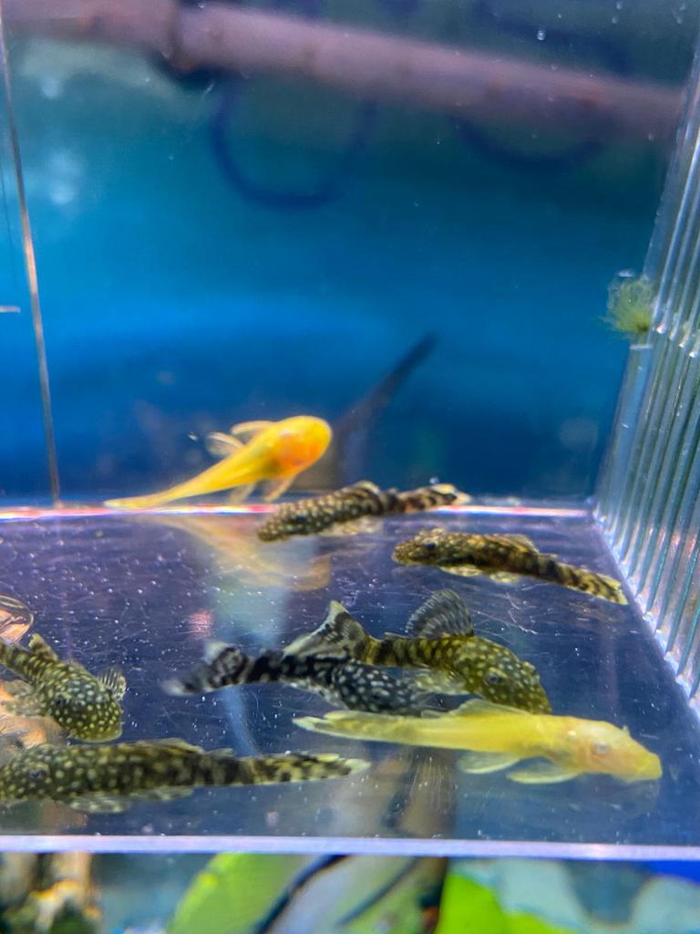 Algeters (ancistrus) te koop, Dieren en Toebehoren, Vissen | Aquariumvissen, Vis
