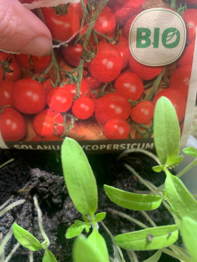 Cherrytomaatjes moestuin plantjes, Ophalen, Volle zon, Groenteplanten, Eenjarig