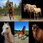 Arabisch volbloed, Quarter Horse & Welsh pony, Dieren en Toebehoren, Merrie, Minder dan 160 cm, Met stamboom, 0 tot 2 jaar