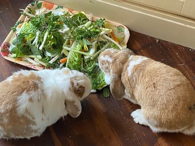 huisje voor lief koppeltje konijnen gezocht, Dieren en Toebehoren, Meerdere dieren, Middelgroot, Hangoor, 3 tot 5 jaar