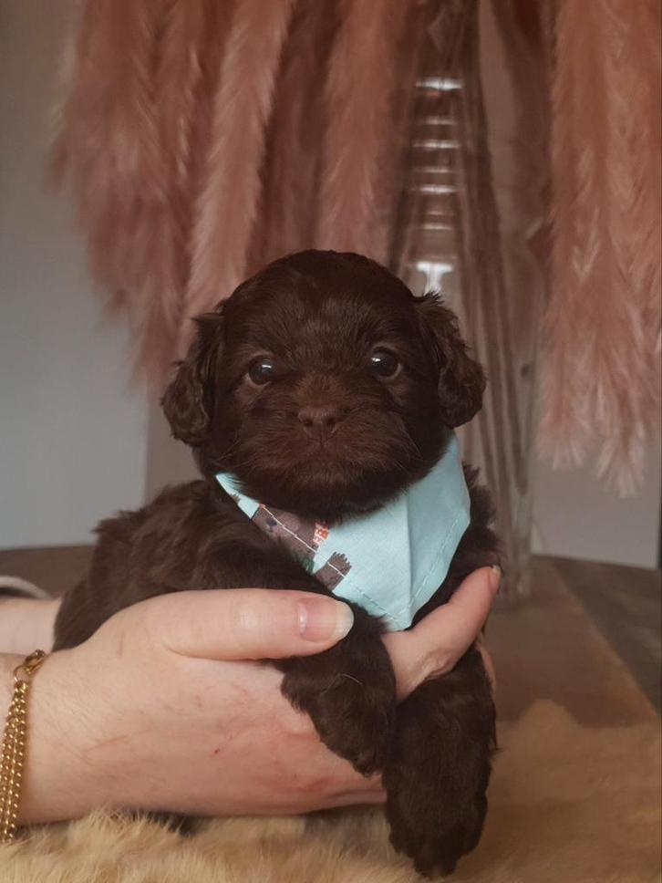 Shihpoo/Toypoedel pups, Dieren en Toebehoren, Honden | Chihuahua's en Gezelschapshonden, Meerdere dieren, Poedel, Particulier