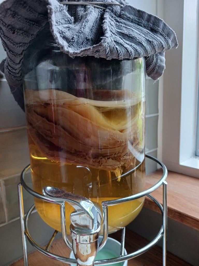 Verse scoby zwammen voor kombucha, Ophalen of Verzenden