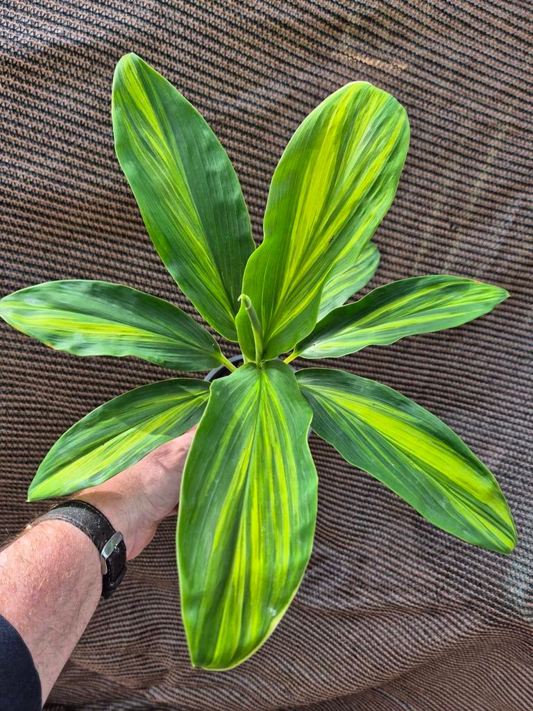 Cordilyne Vanilla Queen p12, Ophalen of Verzenden, Halfschaduw, Minder dan 100 cm
