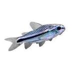 Corydora pygmaeus - Koidream Valburg, Vis, Zoetwatervis