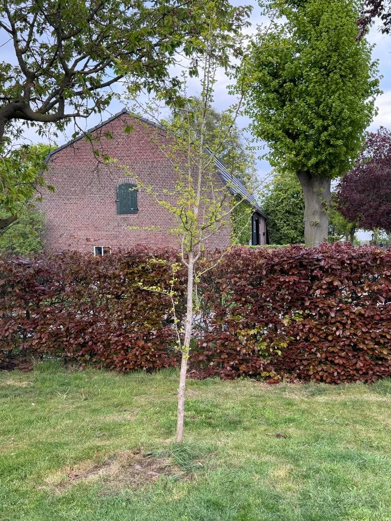 Ginkgo Biloba Japanse Notenboom - 4 meter hoog, Volle zon, Lente, 400 cm of meer, Overige soorten