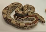 Boa constrictor imperator, Slang, Tam, 0 tot 2 jaar