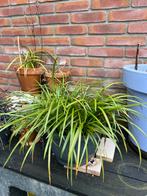 Liriope muscari - Leliegras  11 stekjes, Tuin en Terras, Planten | Tuinplanten, Ophalen of Verzenden, Volle zon