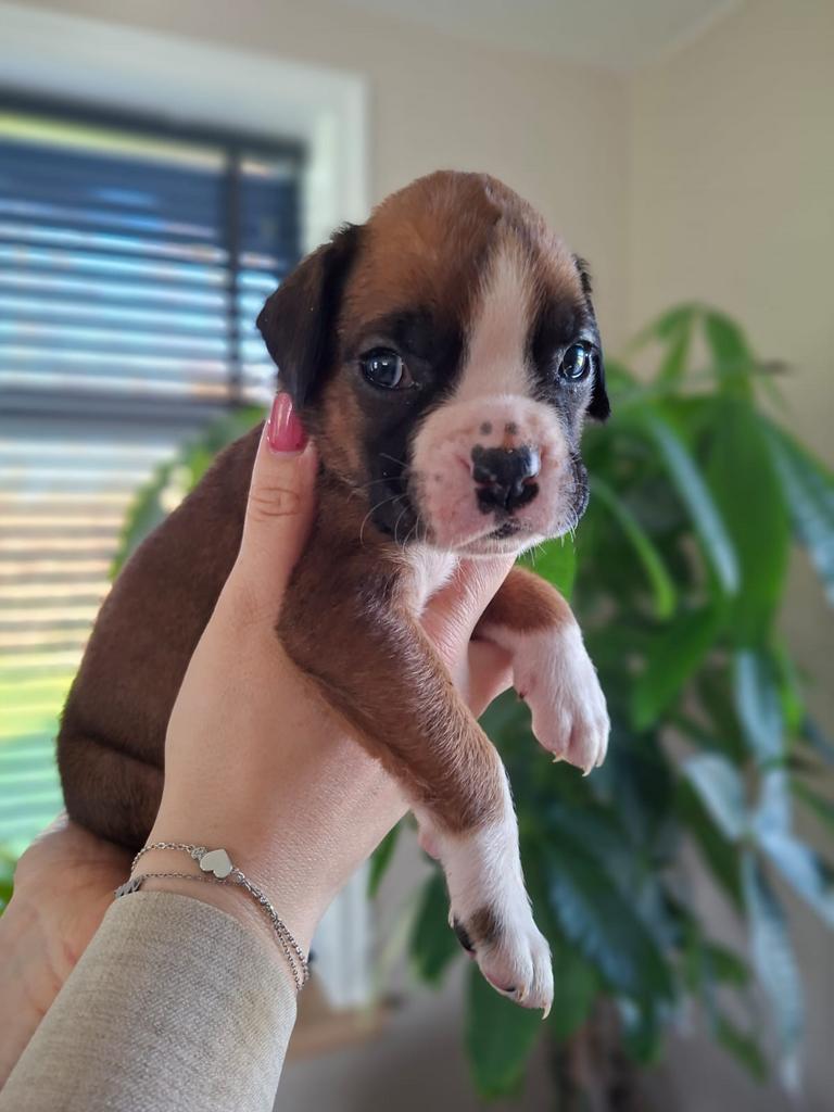 Boxer pups, 8 tot 15 weken, Bulldog, Meerdere, Meerdere dieren
