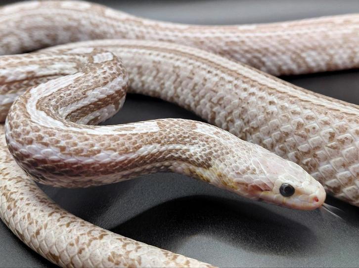 Korenslang man ultramel charcoal tessera poss. Halo nk2023 Corn Snake - male for sale from Ferry87