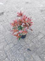 Photinia Robusta Compacta, Ophalen, Overige soorten, Volle zon