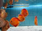 Albino Red Melon Discus, Symphysodon Discus, Vis, Zoetwatervis