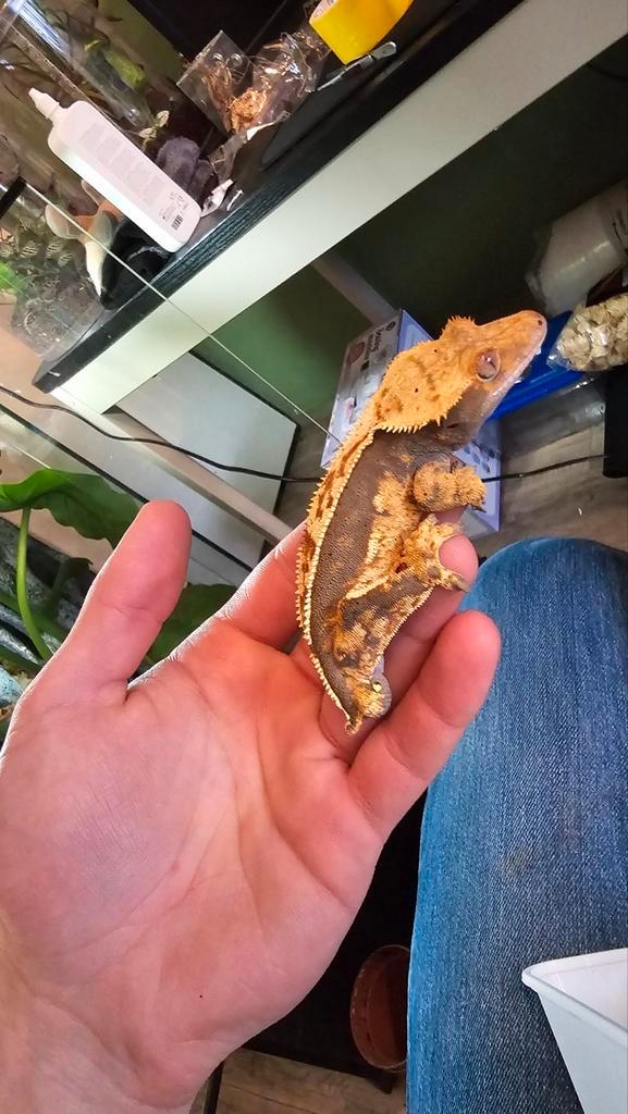 Kweek groep wimper gekkos Crested Gecko - female for sale from Ebbe