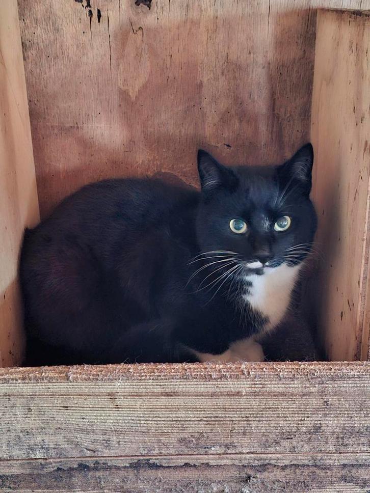 Boerderij kittens, Dieren en Toebehoren, Katten en Kittens | Overige Katten