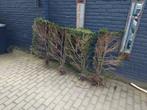 Taxus haagplanten 80cm hoog gratis, Tuin en Terras, Planten | Struiken en Hagen, Ophalen, Taxus, Haag, Minder dan 100 cm