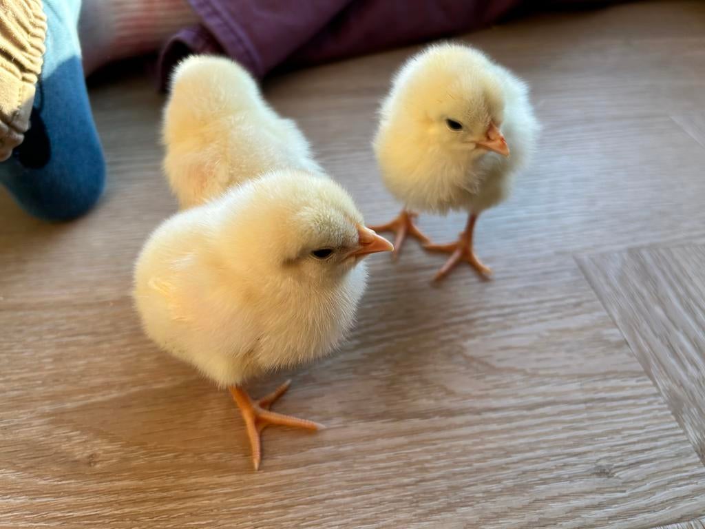 🐥Lieve gele Leghorn kuikens (beste legkippen), Dieren en Toebehoren, Pluimvee, Geslacht onbekend, Kip
