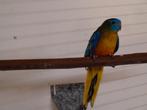 Turquoisine parkiet, Mannelijk, Parkiet, Geringd