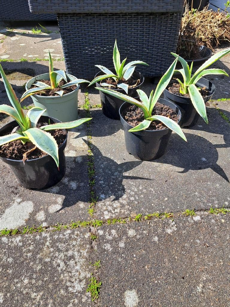 Agave, Tuin en Terras, Planten | Tuinplanten, Ophalen, Bloeit niet, Overige soorten, Volle zon