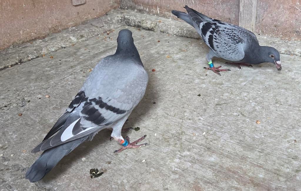 Jonge postduiven, Dieren en Toebehoren, Vogels | Duiven, Geslacht onbekend, Postduif