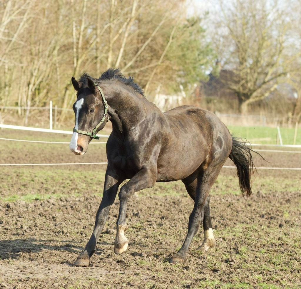 Ter dekking: Tectation 1,78cm —> Expectation Ps x Rhodium, Hengst