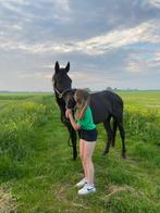 Lieve merrie te koop, Dieren en Toebehoren, Paarden, B, 7 tot 10 jaar, 160 tot 165 cm, Recreatiepaard