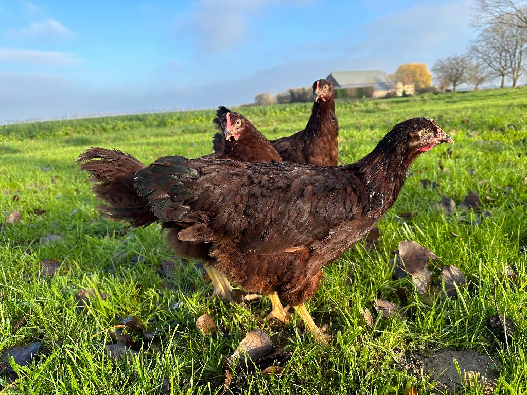 Jonge tamme Rhode Island red gesekst en ingeënt