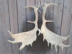 Groot Damhert Gewei – Mooie Set – Gewei Decoratie, Ophalen, Gebruikt, Hert, Gewei of Kop