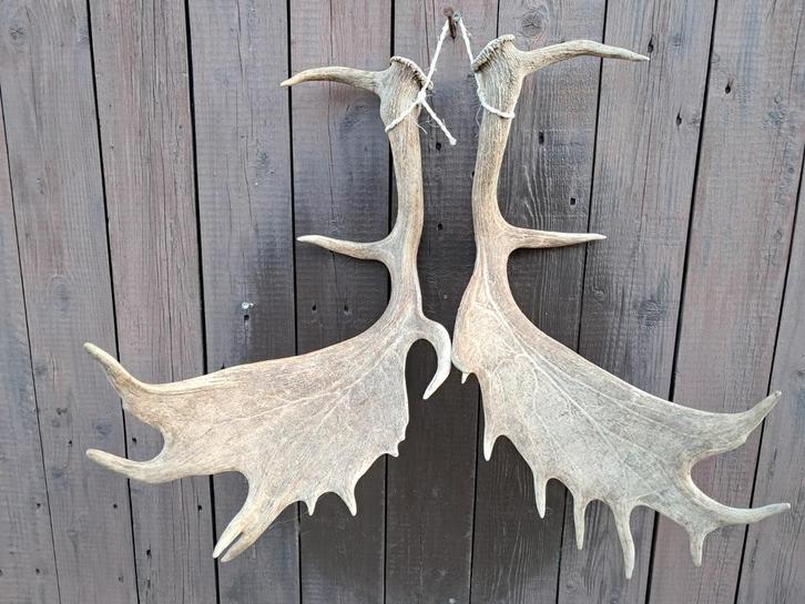 Groot Damhert Gewei – Mooie Set – Gewei Decoratie, Verzamelen, Dierenverzamelingen, Gebruikt, Gewei of Kop, Hert, Ophalen