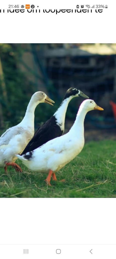 Gevraagd loopeend vrouwtje, Ophalen of Verzenden, Zo goed als nieuw