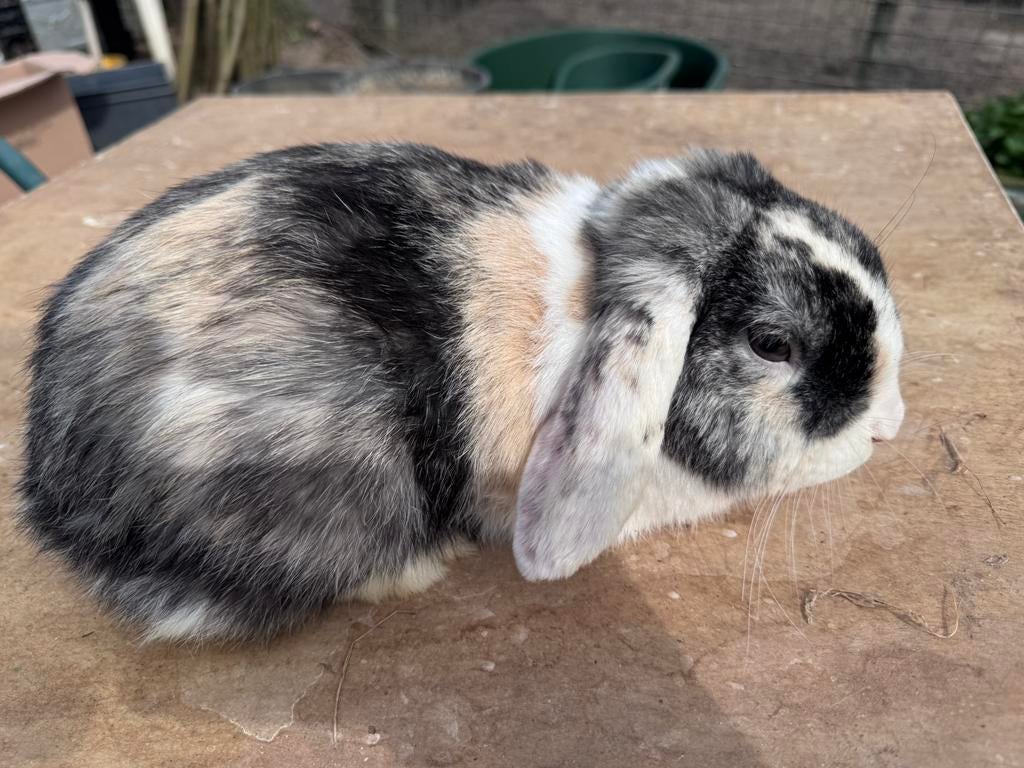 Lief hangoor konijntje, Dieren en Toebehoren, Mannelijk, Klein, Hangoor, 0 tot 2 jaar