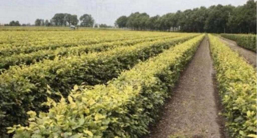 ‼️AANBIEDING‼️ Haagbeuk + Beukenhaag, Dieren en Toebehoren, Stalling en Weidegang