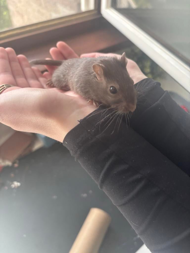 Gerbil, Dieren en Toebehoren, Knaagdieren, Vrouwelijk, Overige typen, December