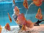 Pigeon Red Checkerboard Discus, Sympysodon Discus, Dieren en Toebehoren, Vissen | Aquariumvissen, Vis, Zoetwatervis