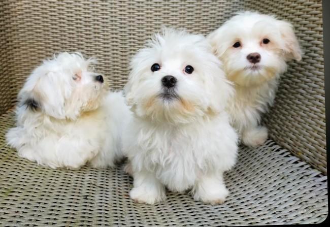 Leuke Boomer pups ShihTzu x Maltezer ️, Dieren en Toebehoren, Honden | Chihuahua's en Gezelschapshonden, Meerdere dieren, Overige rassen