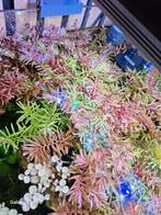 Aquariumplanten,, Ophalen of Verzenden, Plant(en), Steen of Hout