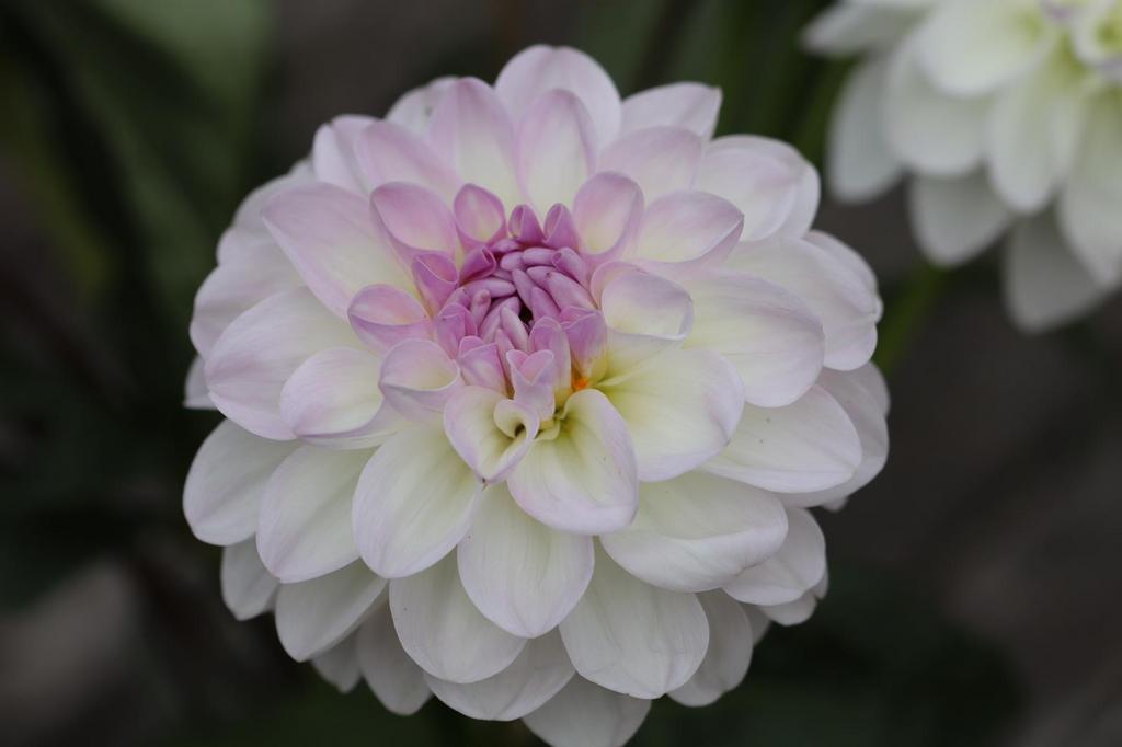 Dahlia Eveline, Biologisch gekweekt, Tuin en Terras, Planten | Tuinplanten, Overige soorten, Volle zon, Vaste plant, Ophalen of Verzenden
