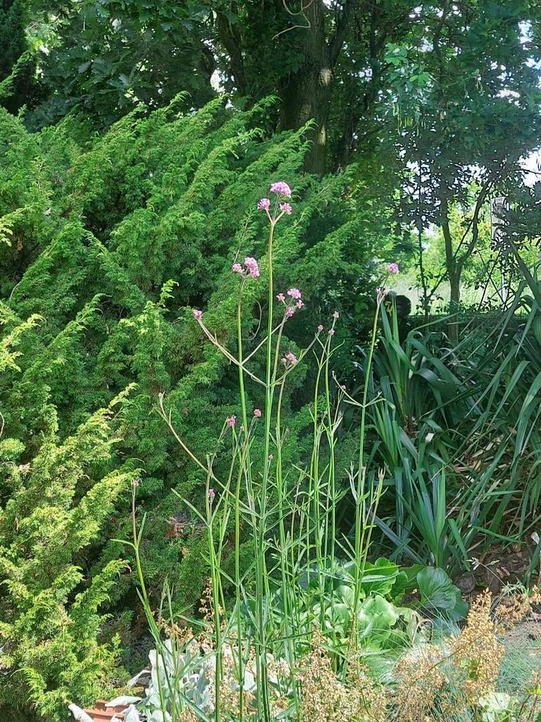 Ijzerhart verbena planten, Volle zon, Vaste plant, Zomer, Ophalen