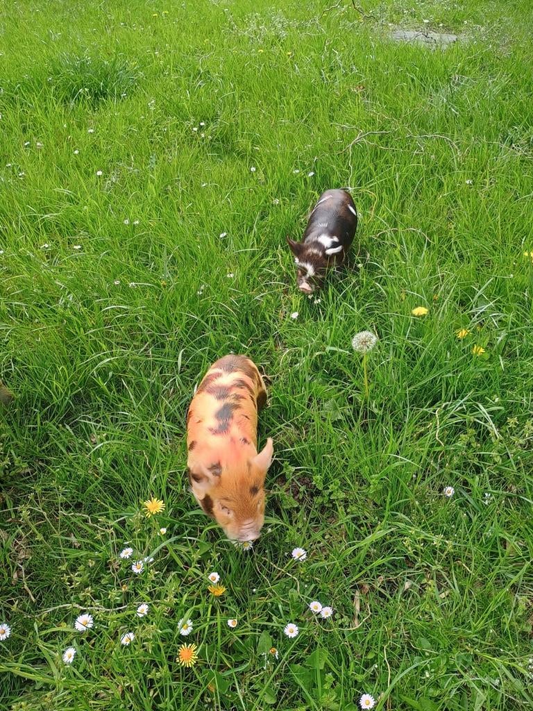 Kune Kune biggen met stamboom, Dieren en Toebehoren, Meerdere dieren, Varken, 0 tot 2 jaar
