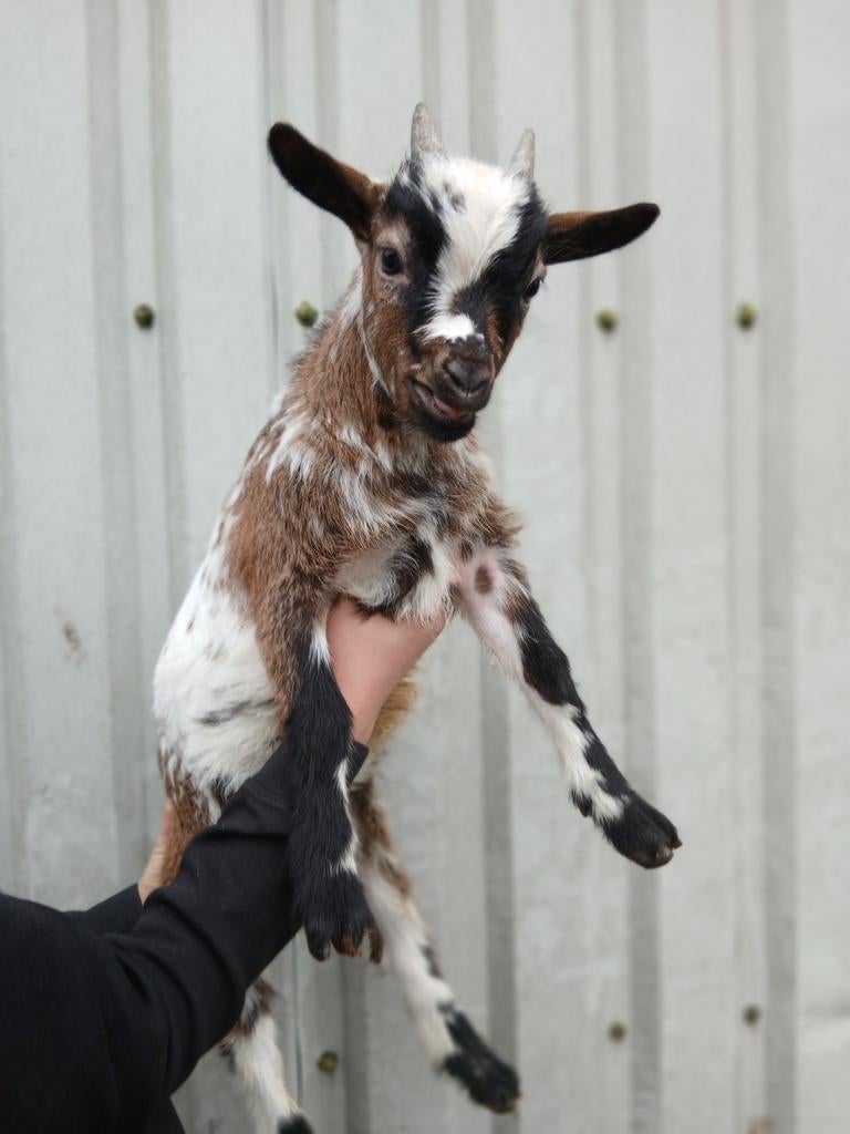 Dwerggeit bokje, Dieren en Toebehoren, Mannelijk, Geit, 0 tot 2 jaar