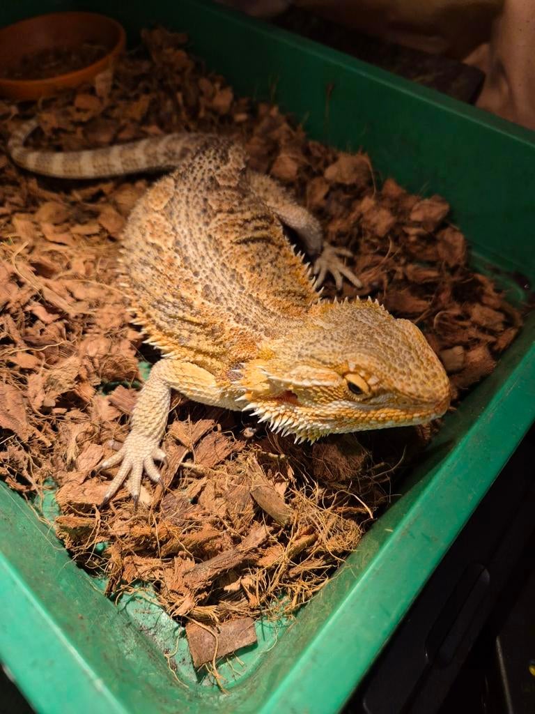 Baardagaam Bearded Dragon - unknown for sale from a. van.
